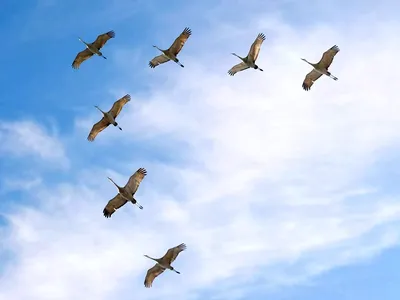 Летящие журавли (52 лучших фото)
