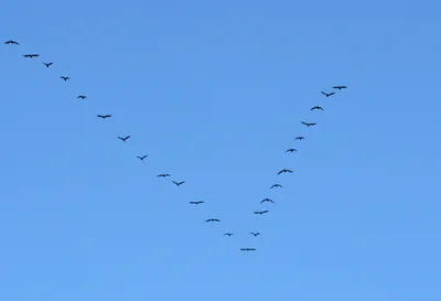 Рисунок клин птиц - 57 фото