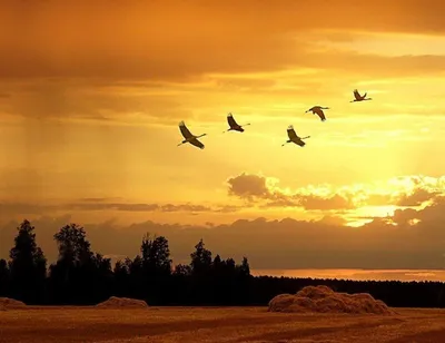Журавлиный Клин в осеннем небе - 60 фото
