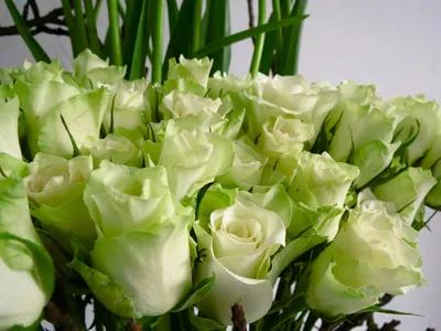 Бело зеленые розы - 69 фото