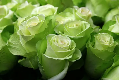 Роза зелёная микс по цене 1010 ₽ - купить в RoseMarkt с доставкой по  Санкт-Петербургу
