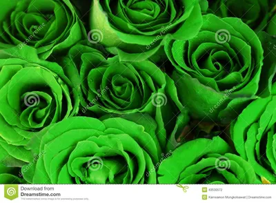 19 сине-зеленых роз в букете | Бесплатная доставка цветов по Москве