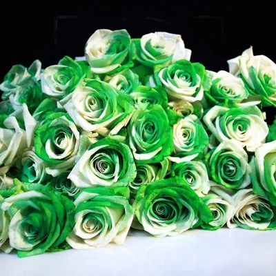 Зеленые розы - 70 фото