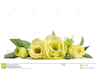 Букет из красных кустовых роз и зеленых хризантем купить в Минске по низкой  цене