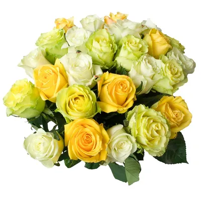 Букет зеленых роз на белой предпосылке Стоковое Изображение - изображение  насчитывающей oñ‡ð¸ñ‰ðµð½ð½oñ ñ‚ñœ, ð±ñƒñ‚ð¸ðºð°: 103397361
