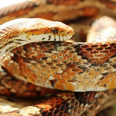 Бийчане жалуются на большое количество змей в этом году - Толк 20.05.2022