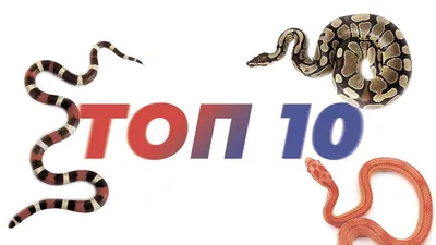 Змеи Таиланда. Ядовитые и опасные виды. Что делать при укусе змеи |  Tailand-Gid.org