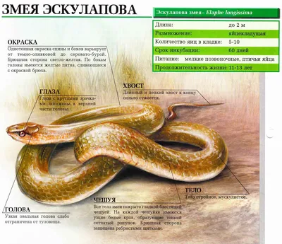 Змея — Викицитатник