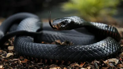 Смотрите под ноги! Каких змей можно встретить в тамбовских лесах? | события  | ТАМБОВ | АиФ Черноземье