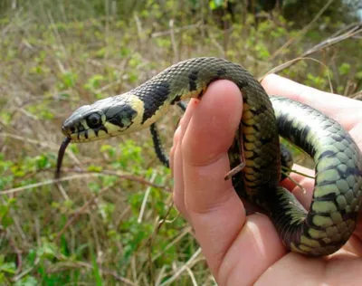 Причудливые и редкие змеи, о которых вы, вероятно, даже не знали |  Аква-Космос | Пульс Mail.ru