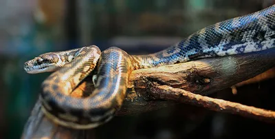 Обнаружены новые виды змей: имя для одной из них придумал Леонардо Ди  Каприо (фото)