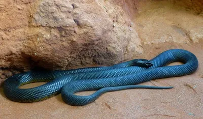 Самые ядовитые змеи в мире | New-Science.ru