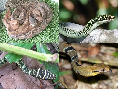 Ящерица, похожая на змею • Александра Нечаева • Научная картинка дня на  «Элементах» • Биология
