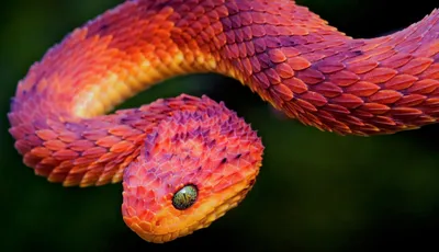 Самые ядовитые змеи в мире – список, где обитают, описание, фото и видео -  «Как и Почему»