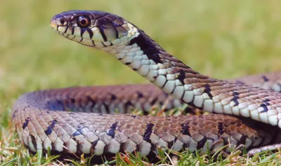 Какие бывают змеи? Их разновидности и классификация. Сайт о животных. PiLife