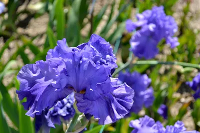 Ирис гибридный садовый, германский (Iris hybrida) — путеводитель по отдыху  в Крыму