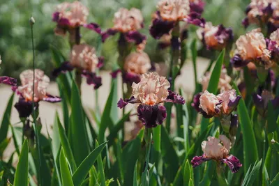 В Ботаническом саду КФУ началось массовое цветение ирисов