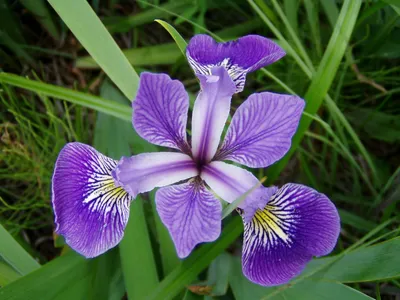 Ирис 62 ярких фото цветка: уход и выращивание