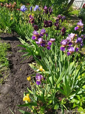 Ирис бородатый (Iris barbata) - «Большие орхидеи в саду! » | отзывы