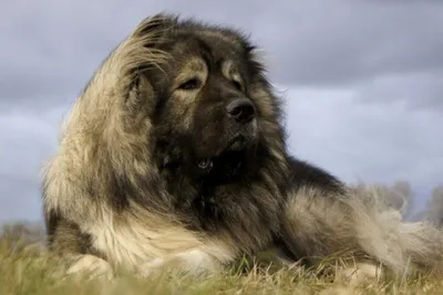 Кавказская овчарка: фото, описание породы, содержание, уход, характер и  цена собаки