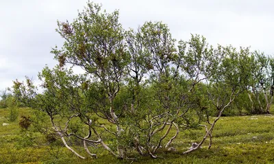 Карликовые деревья в тундре - 32 фото