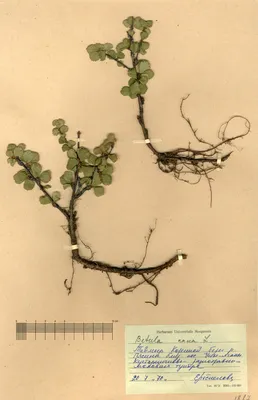 Betula nana L. - Береза карликовая