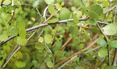 Карликовая береза (betula nana) - Формирование - Форум Бонсай