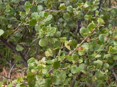 Береза карликовая Голден Трэже (Betula nаna Golden Treasure) – Питомник  растений СЕЗОНЫ