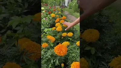 Королевские бархатцы для вашей клумбы!🌼обзор двух профессиональных сортов  | Усадьба-Семена - YouTube