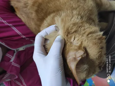 Кожных заболеваний у кошек фото