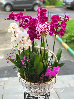Купить цветы в коробке \"С Днём рождения\" недорого с доставкой в Московской  области | Дом Роз