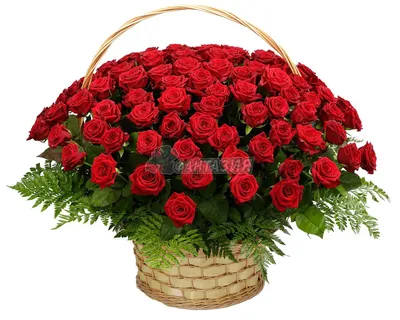 Купить корзину с 75 пионовидными розами по доступной цене с доставкой в  Москве и области в интернет-магазине Город Букетов