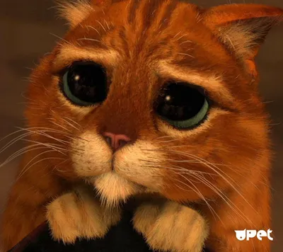 Кот Шрек глаза (50 фото) | Мультипликационные кошки, Кот, Шрек
