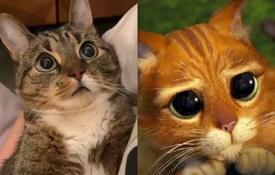 Кот в сапогах: в Сети обнаружен тот самый котик из мультфильма «Шрек»