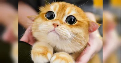 Кот стал звездой Instagram из-за сходства с Котом в сапогах из мультфильма  Шрек - «ФАКТЫ»