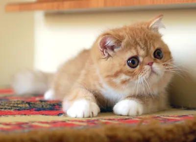 Экзотическая кошка: особенности породы, характер и уход за экзотом -  Mimer.ru