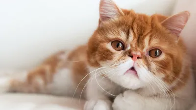 Экзотическая кошка: особенности породы, характер и уход за экзотом -  Mimer.ru