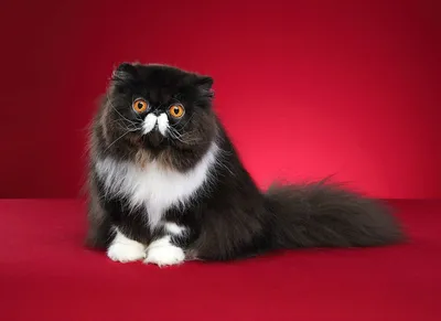 Экзоты фото кошек, описание экзотической короткошерстной породы, цена котят