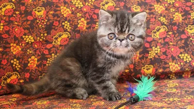 Видео персидских и экзотических котят