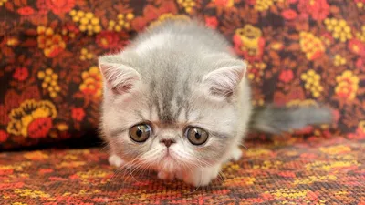 Видео персидских и экзотических котят