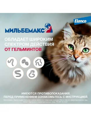 Мильбемакс антигельминтик для крупных кошек (1 таб на 4-8 кг) купить в  Санкт-Петербурге
