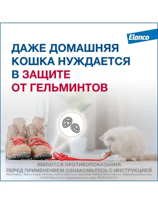 Мильбемакс антигельминтик для крупных кошек (1 таб на 4-8 кг) купить в  Санкт-Петербурге