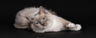 Глисты у кошки: виды глистов, чем лечить, профилактика
