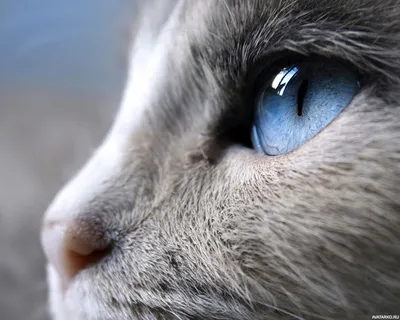 Голубой кошачий глаз — Картинки и авы