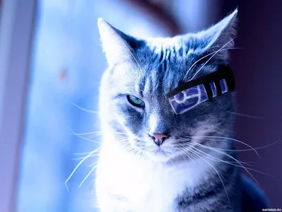 Картинки котов на аву (49 лучших фото)