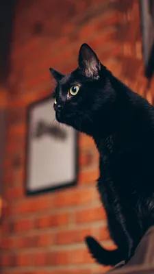 Черная кошка обои для телефона, HD заставки и картинки на экран блокировки  720x1280 | Akspic