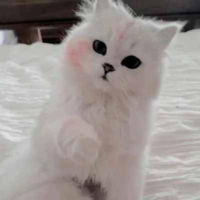 Злой белый кот - 51 фото