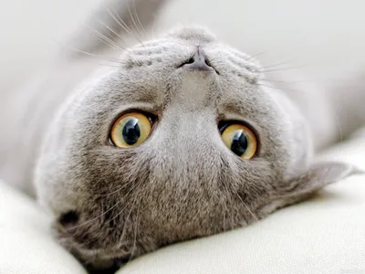 Русская голубая кошка лежит на спине — Фото на аву