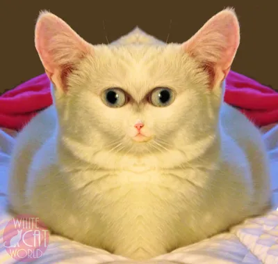 Мемы про кота на аву (49 фото) » Юмор, позитив и много смешных картинок