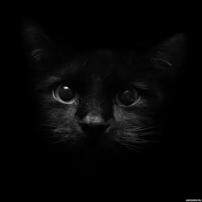 Чёрная кошка в темноте автоматически входит в стелс режим — Фотки на аву |  Black cat aesthetic, Cute black cats, Cat wallpaper